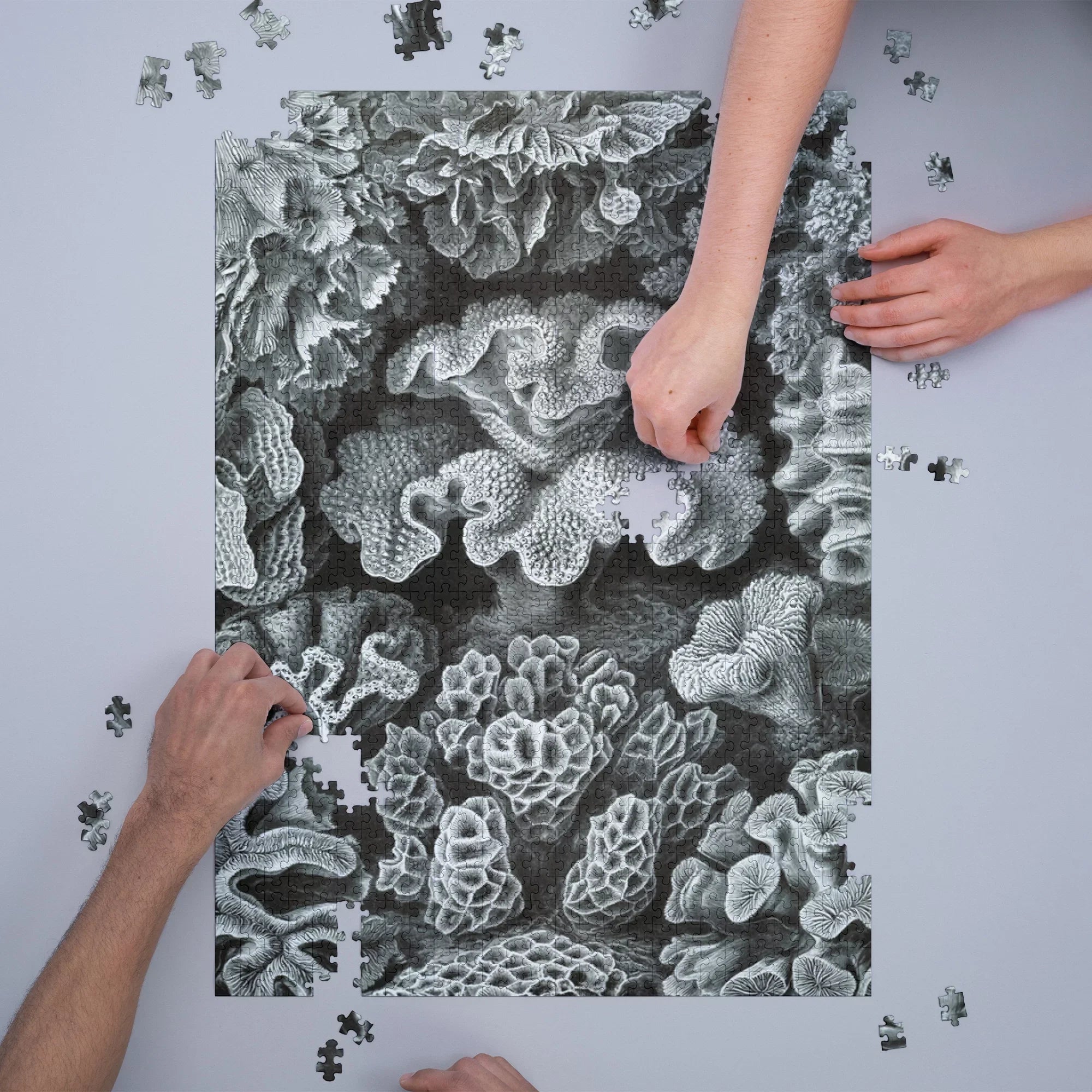 Puzzle Made Ernst Family, Piece Jigsaw (1000 Hexacoralla in ) Challenging and Size 19x27, Adults Haeckel, for Puzzle,