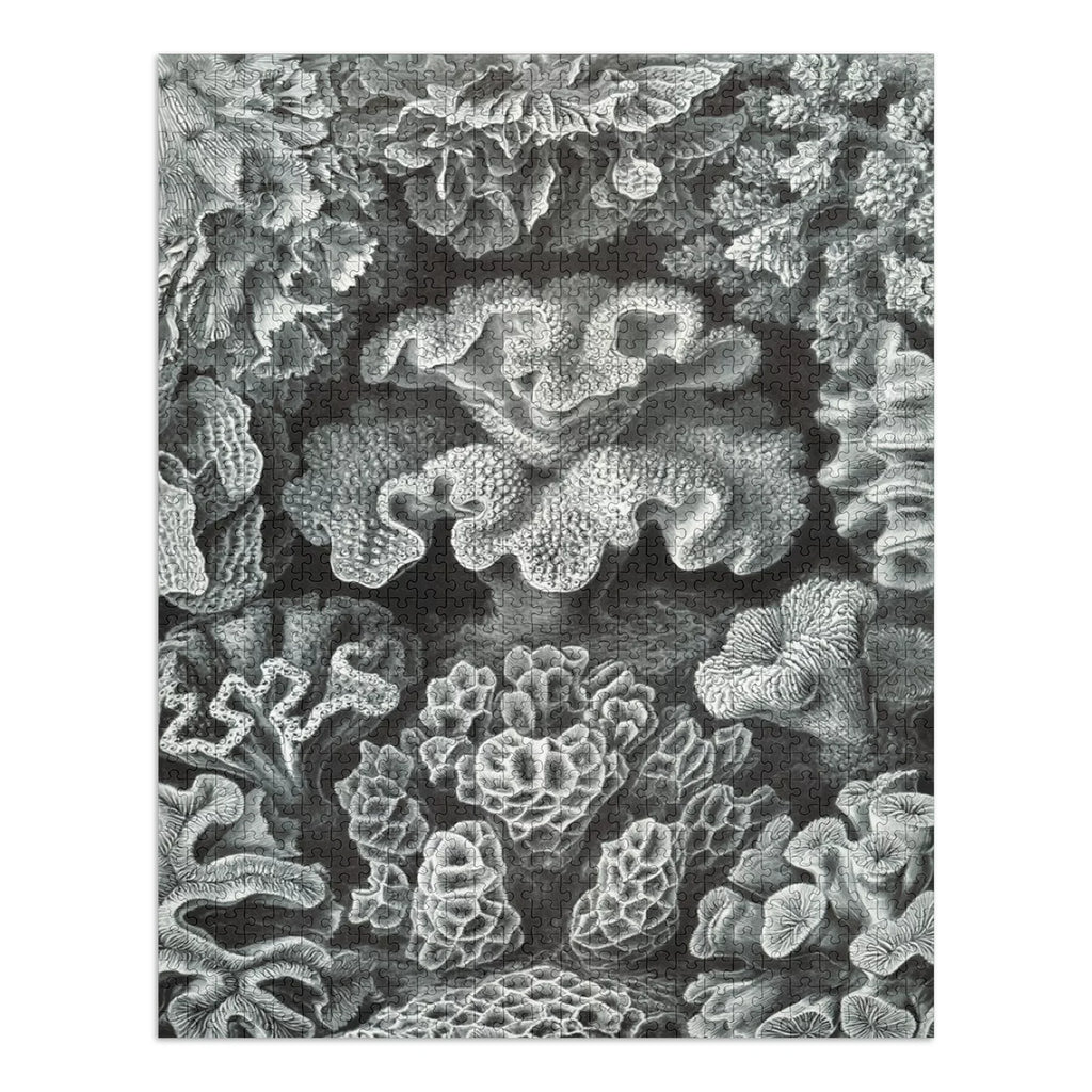 Puzzle Made Ernst Family, Piece Jigsaw (1000 Hexacoralla in ) Challenging and Size 19x27, Adults Haeckel, for Puzzle,