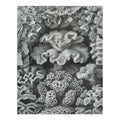 Puzzle Made Ernst Family, Piece Jigsaw (1000 Hexacoralla in ) Challenging and Size 19x27, Adults Haeckel, for Puzzle,