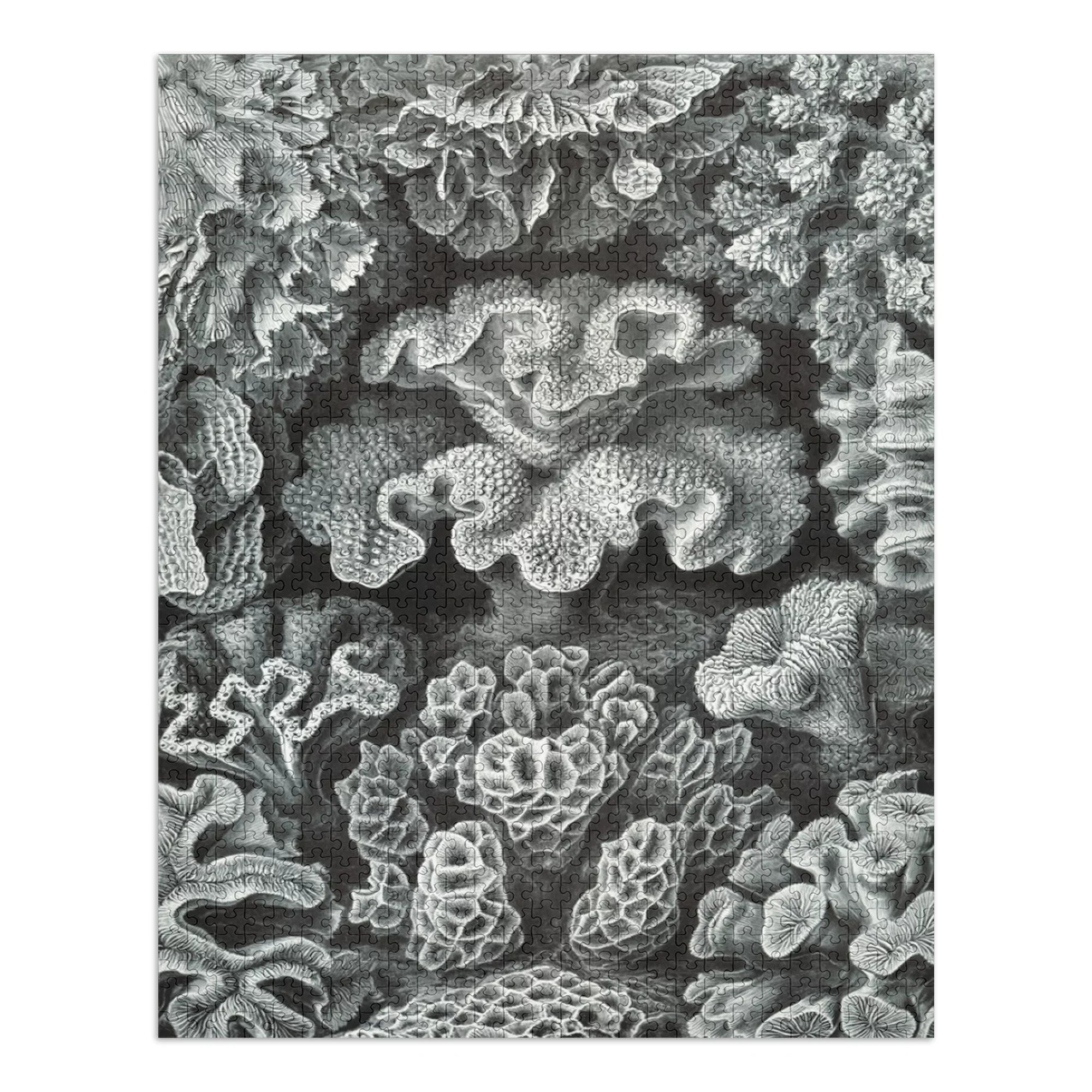 Puzzle Made Ernst Family, Piece Jigsaw (1000 Hexacoralla in ) Challenging and Size 19x27, Adults Haeckel, for Puzzle,