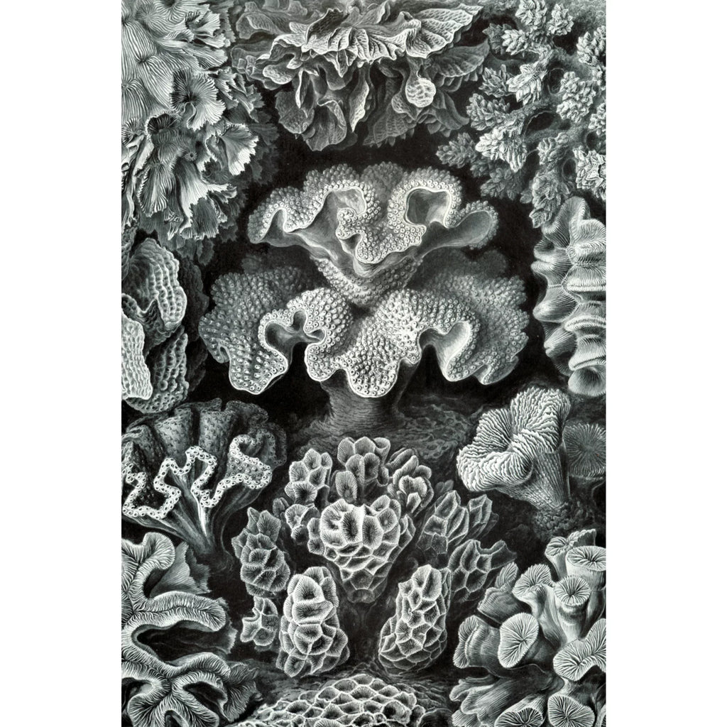Puzzle Made Ernst Family, Piece Jigsaw (1000 Hexacoralla in ) Challenging and Size 19x27, Adults Haeckel, for Puzzle,