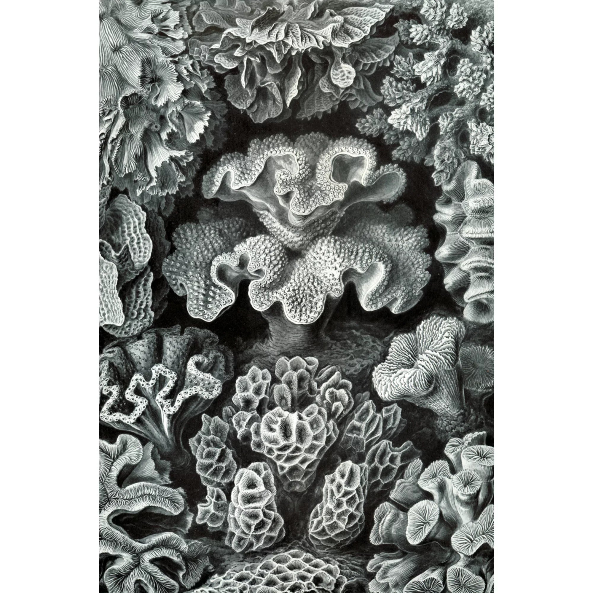 Puzzle Made Ernst Family, Piece Jigsaw (1000 Hexacoralla in ) Challenging and Size 19x27, Adults Haeckel, for Puzzle,